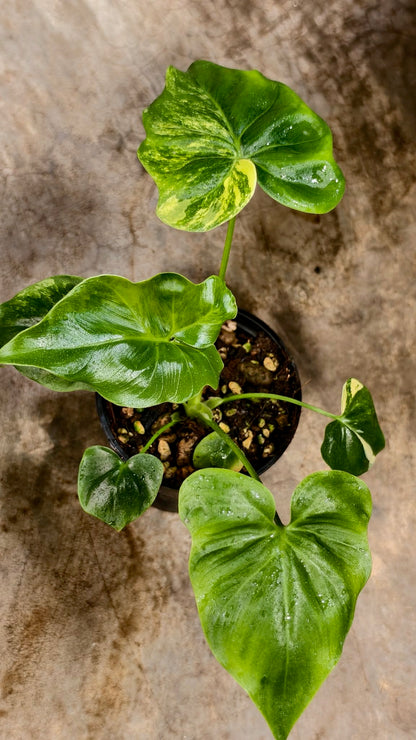 Philodendron Angela Aurea Var