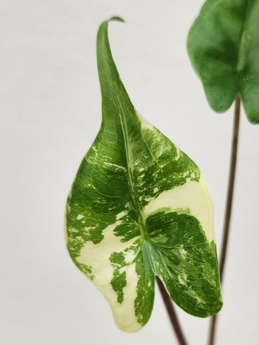 Alocasia Stingray Albo Variegata - Précommande Green and White Plants