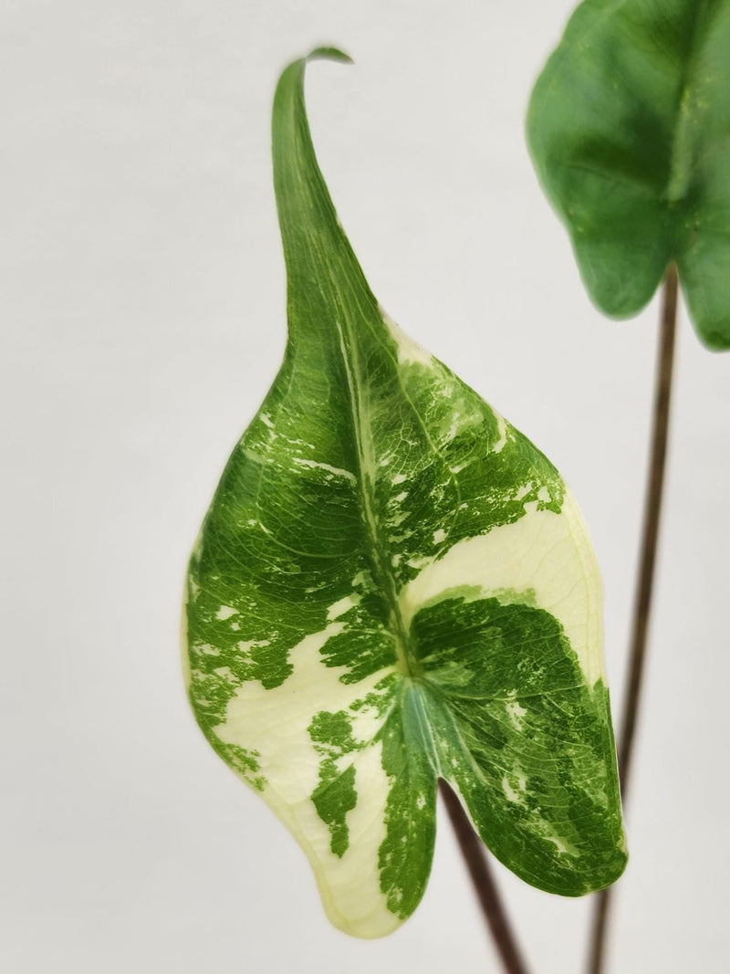 Alocasia Stingray Albo Variegata - Pre-order