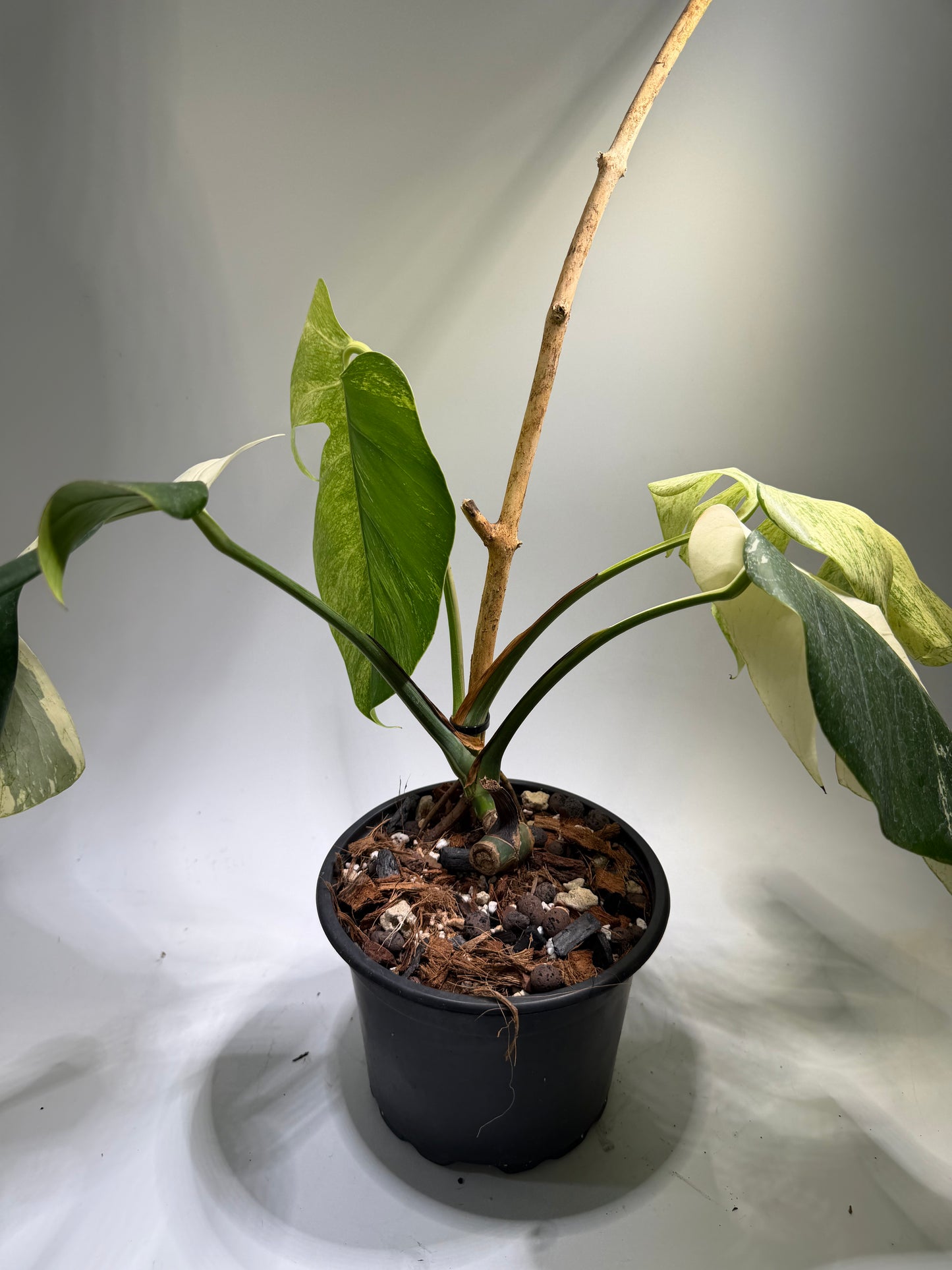 Monstera Jungle Mint