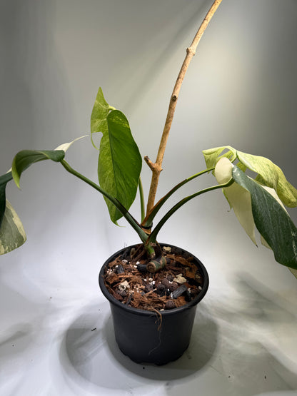 Monstera Jungle Mint