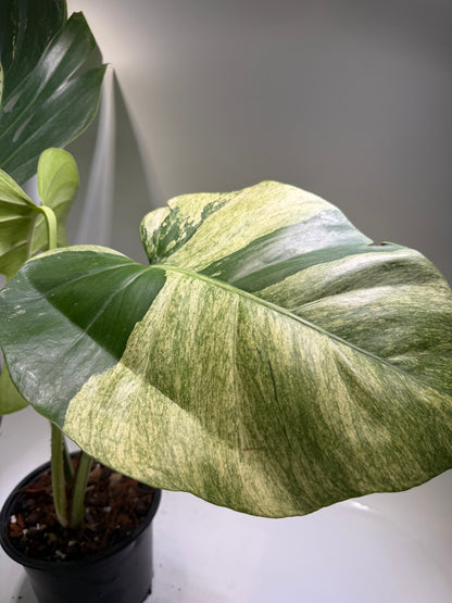 Monstera Jungle Mint