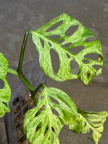 Monstera Laniata Full Mint