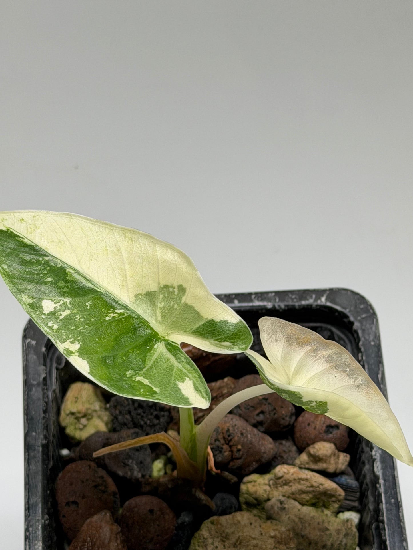 Alocasia Macrorrhizos sp. Albo