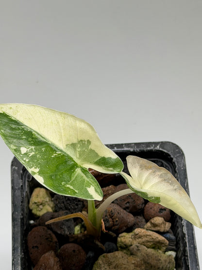 Alocasia Macrorrhizos sp. Albo