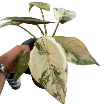 Alocasia Wentii Pink - Bulbe