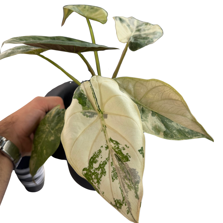 Alocasia Wentii Pink - Bulbe
