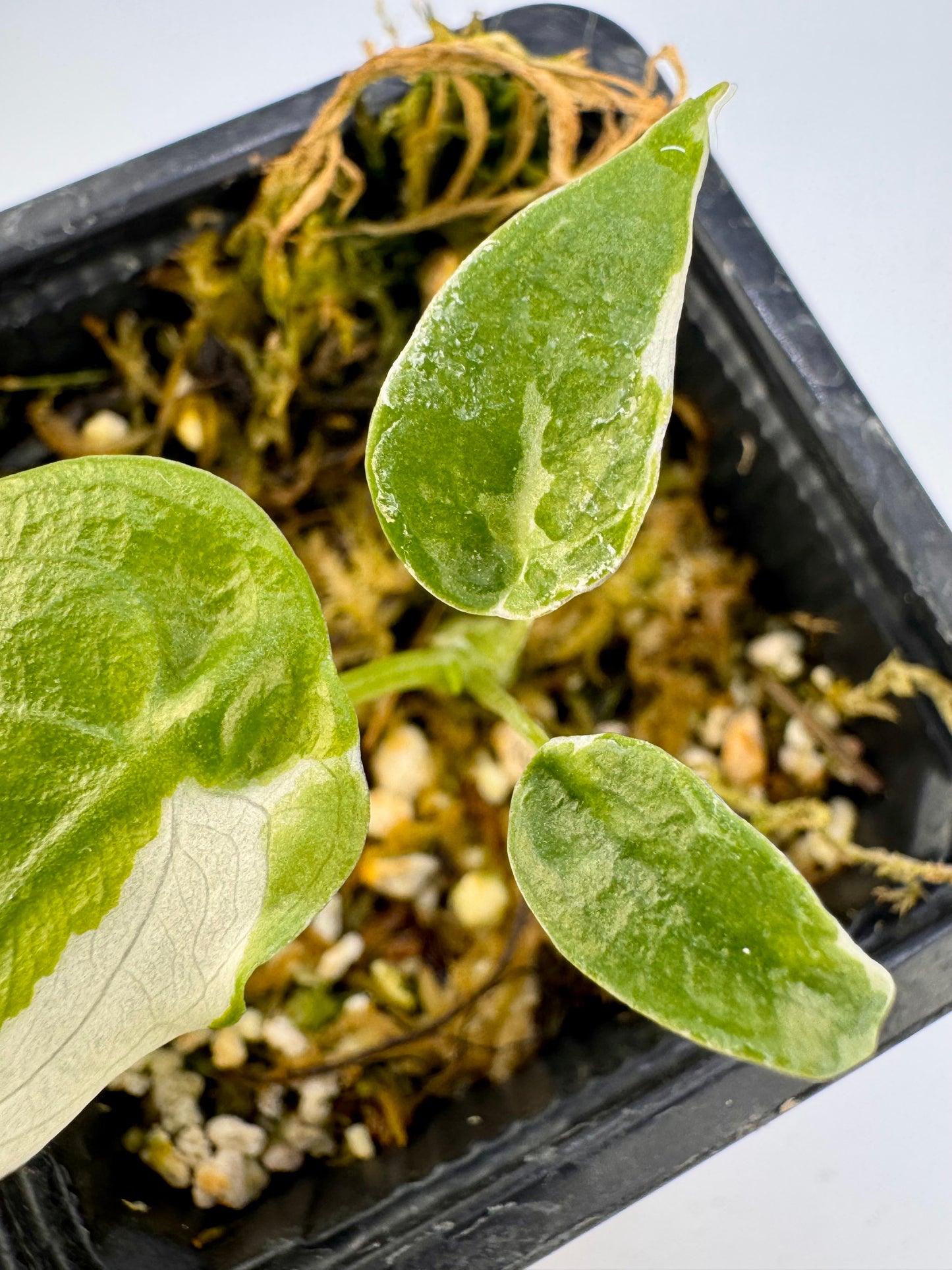 Alocasia Cuculatta « Wagyu » Albo Variegata
