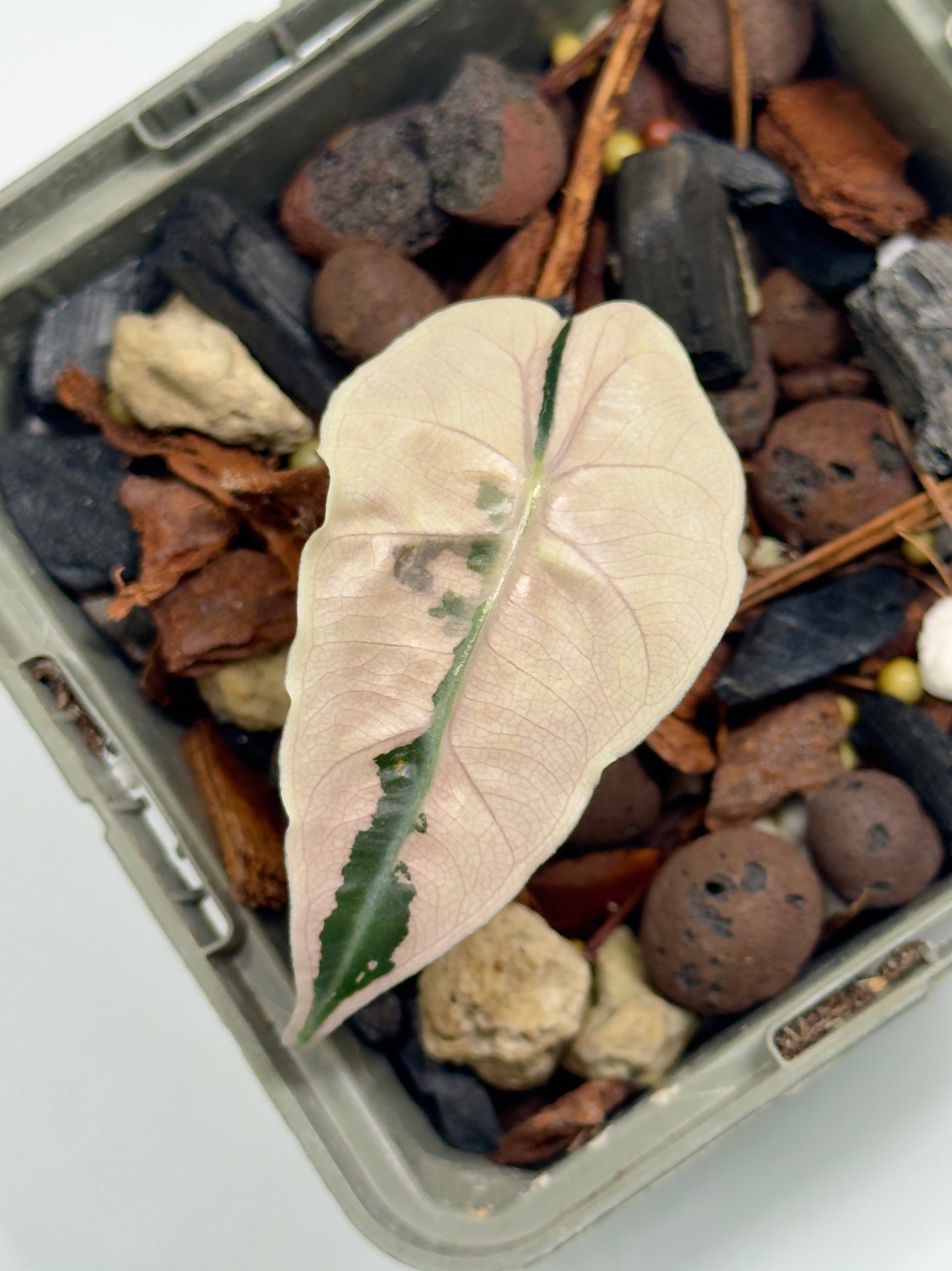 Alocasia Amazonica Pink Albo