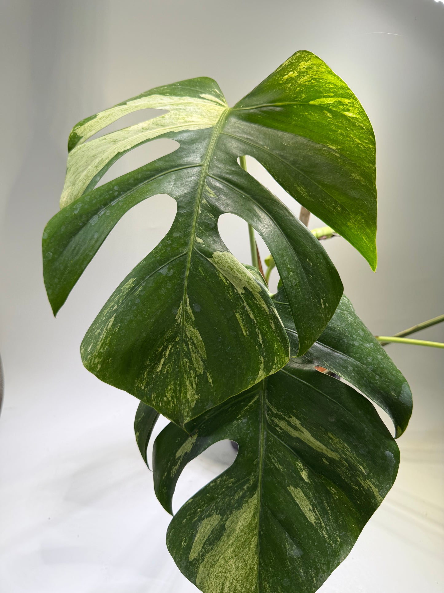 Monstera Jungle Mint