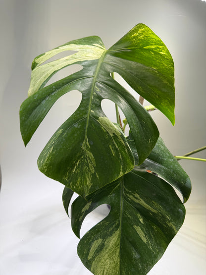 Monstera Jungle Mint