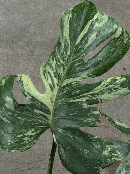 Monstera Ocean Mint