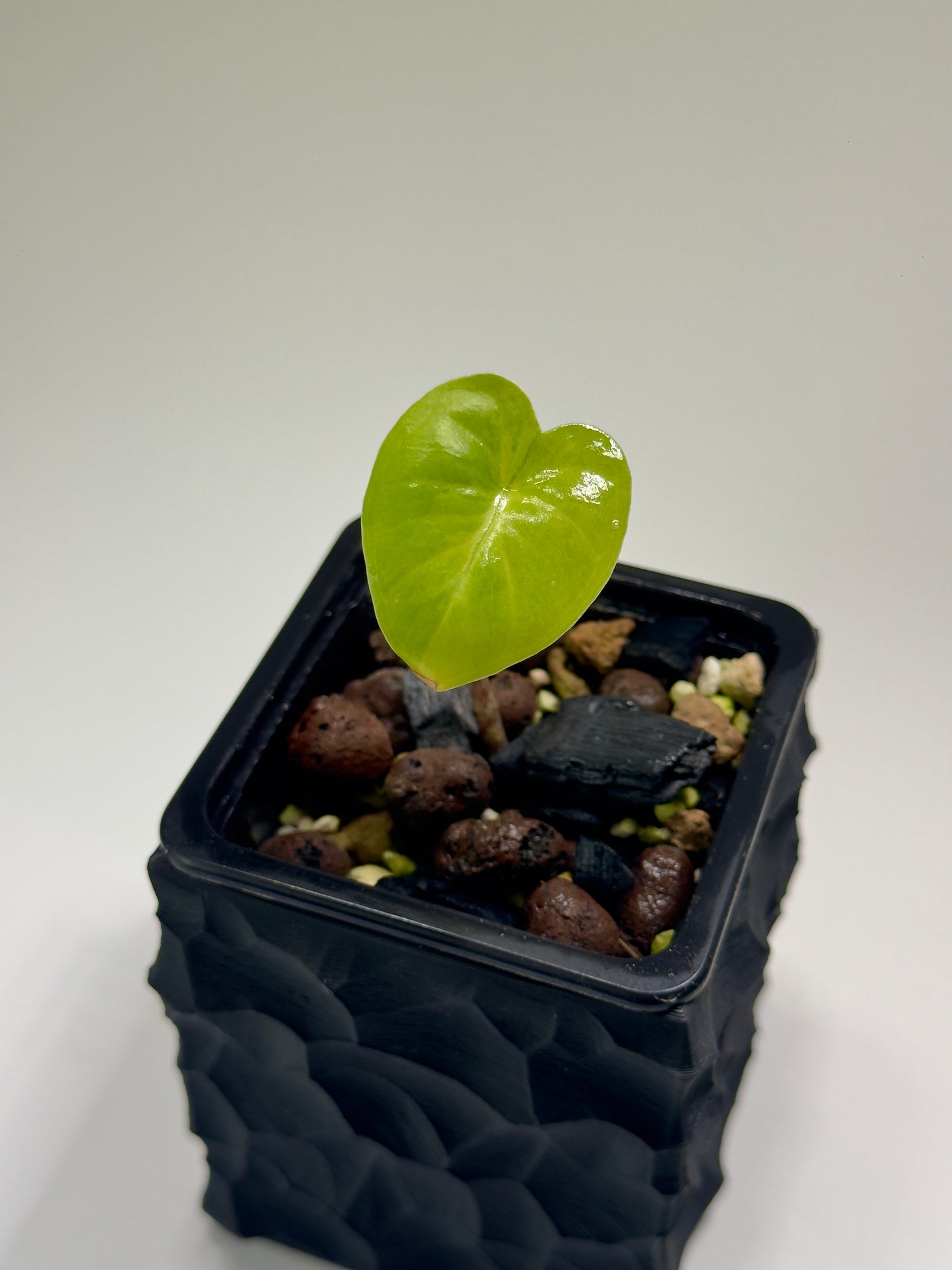 Alocasia Macrorrhizos Aracea Sp. Borneo Aurea
