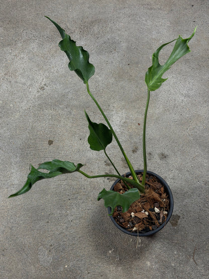 Monstera Unniiae