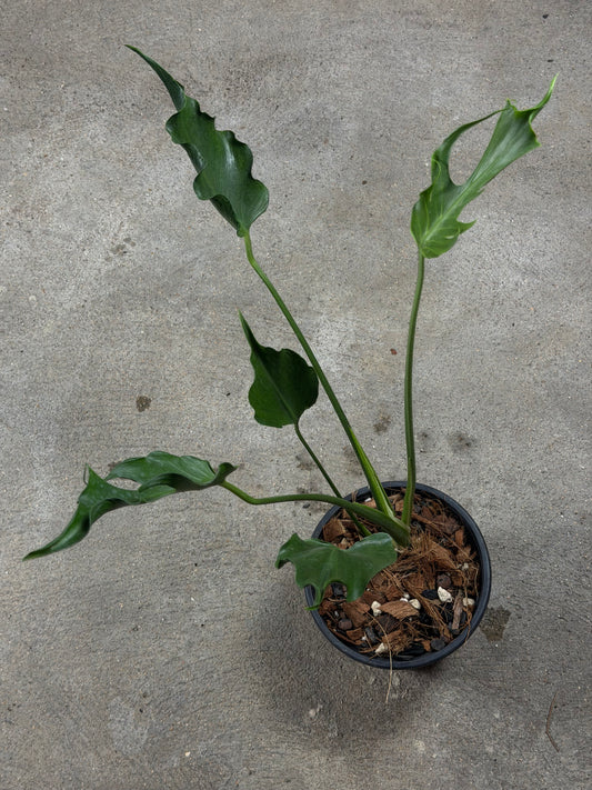 Monstera Unniiae