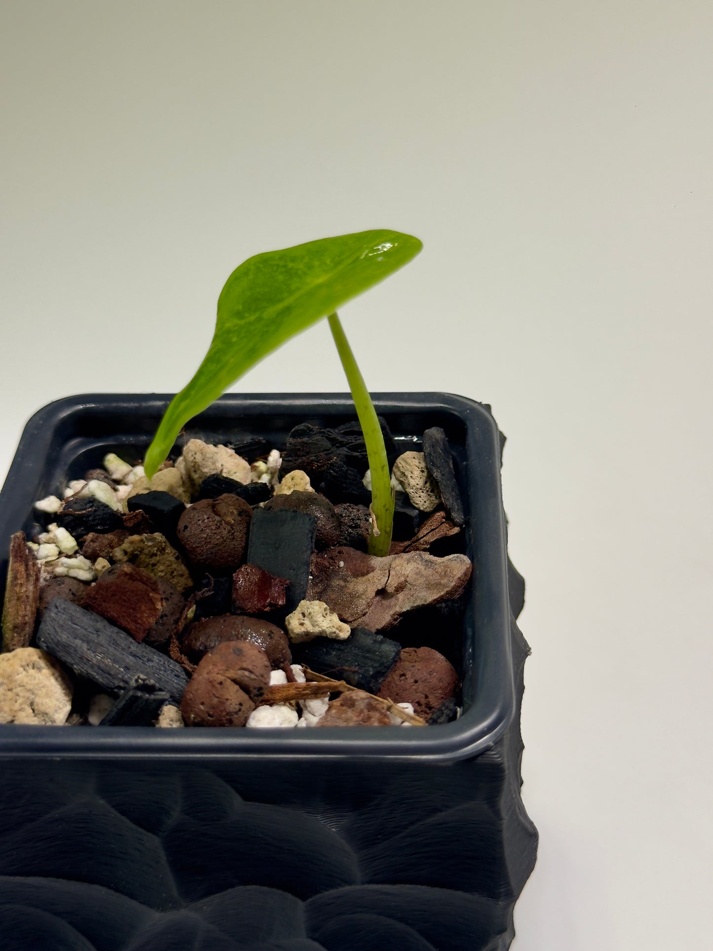 Alocasia Longiloba Mint Mutation