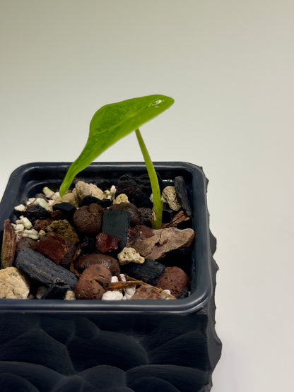Alocasia Longiloba Mint Mutation