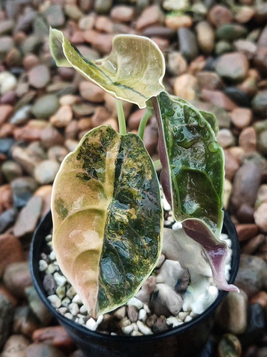 Alocasia  Yucatan Gold Pink (new) / Bambino Aurea / Zebrina Aurea / Azlanii - Sur Mesure