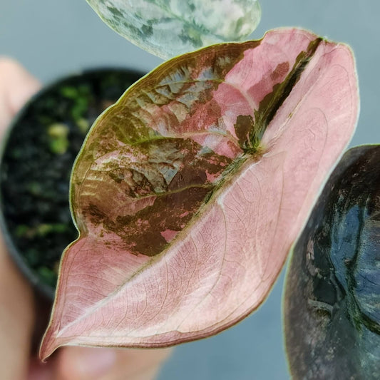 Alocasia Cuprea Red Secret Pink Variegata - Précommande Green and White Plants