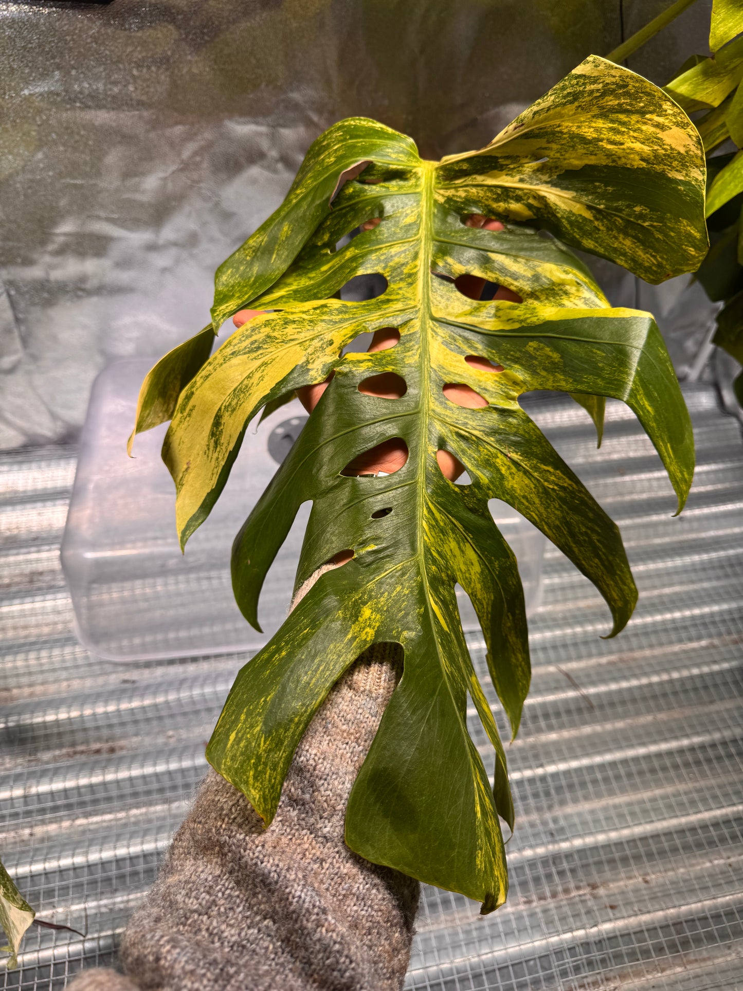 Monstera Aurea Variegata - Custom Made