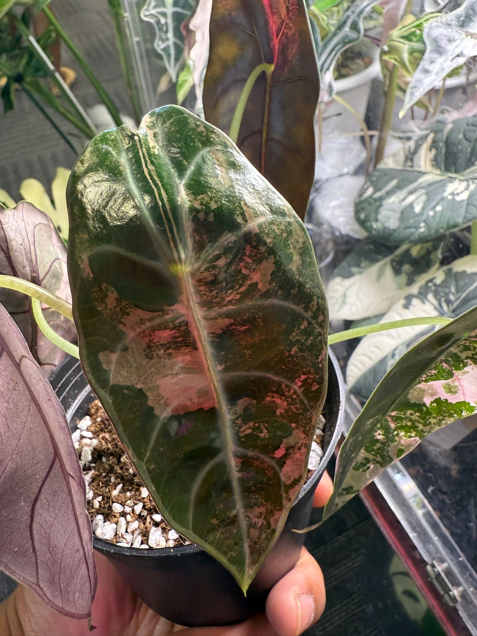 Alocasia Sedenii Pink - Précommande Green and White Plants