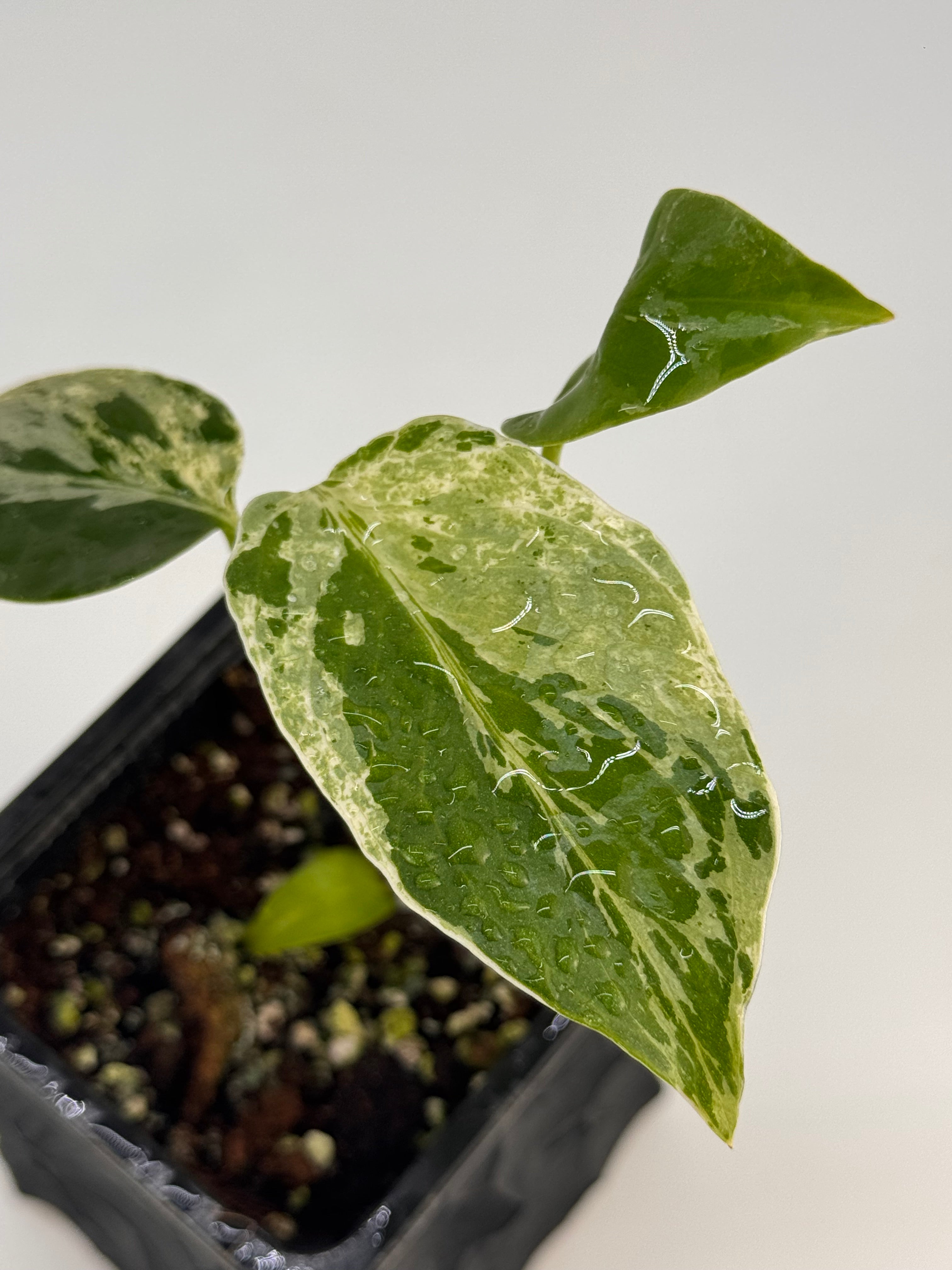 Monstera Bulbasaur – Rare Collectible Tropical Plant – Green and