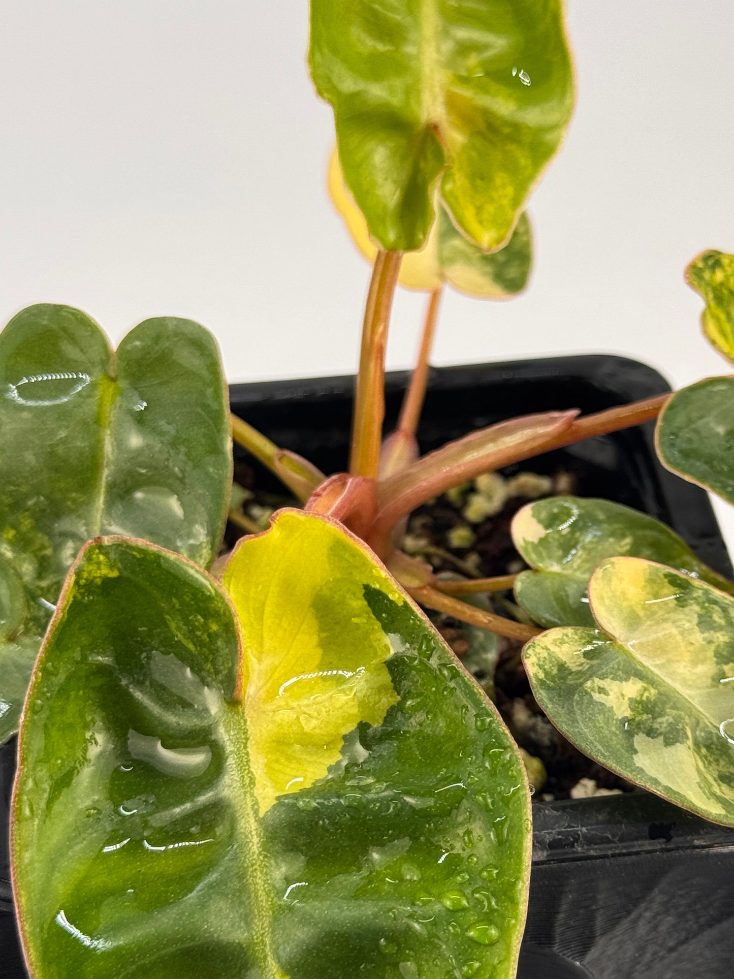 Philodendron Billitiae Variegata