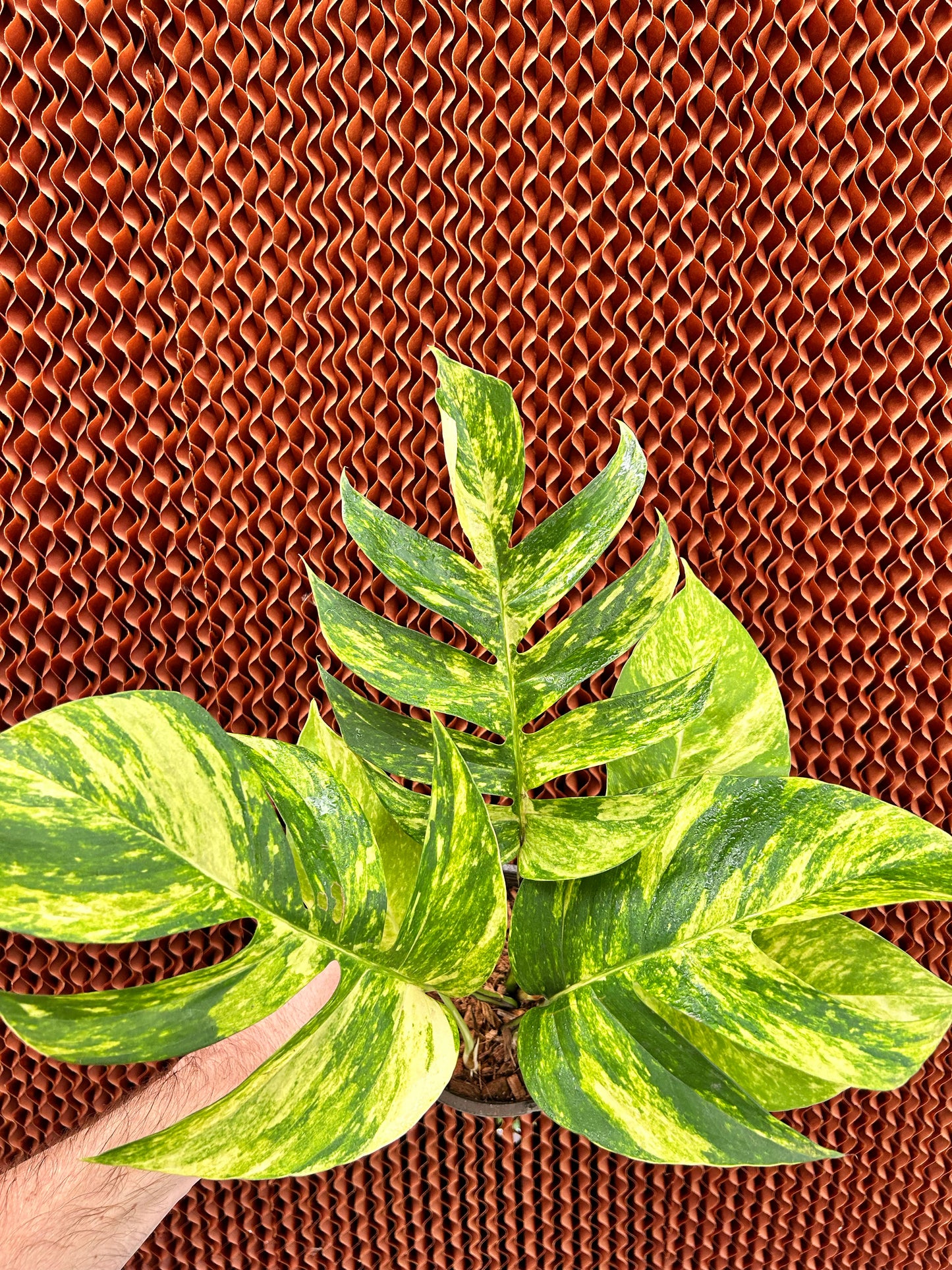 Epipremnun Pinnatum Gold Flame Variegated