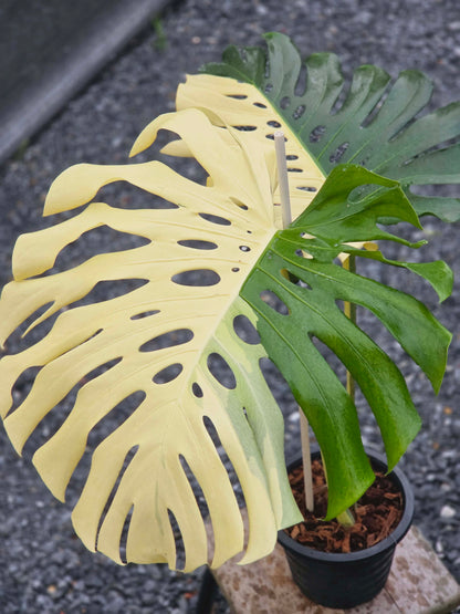 Monstera Deliciosa Albo