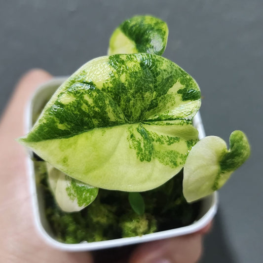 Alocasia Melo Aurea Variegata - Précommande Green and White Plants