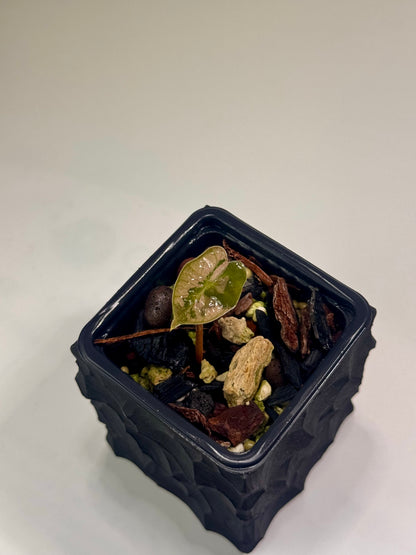Alocasia Pseudo Sanderiana Pink