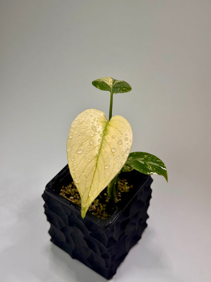 Monstera White Monster TC (Acclimated)