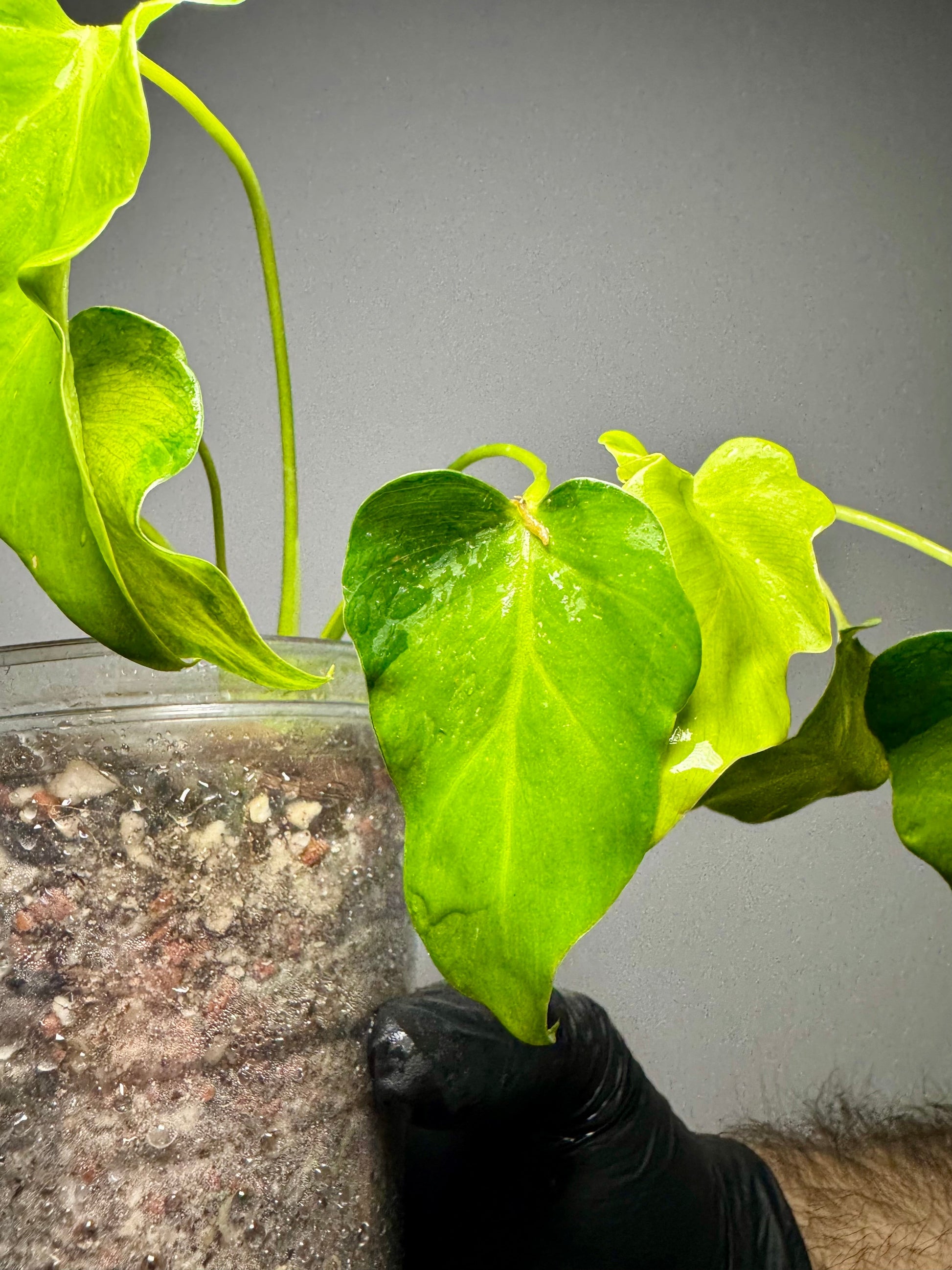 Philodendron Xanadu Variegata Green and White Plants