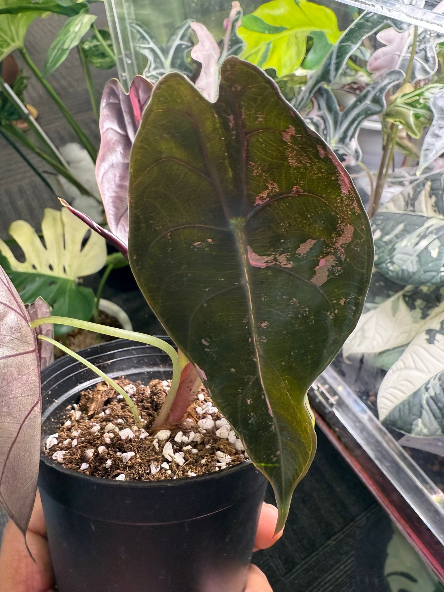 Alocasia Sedenii Pink - Précommande Green and White Plants