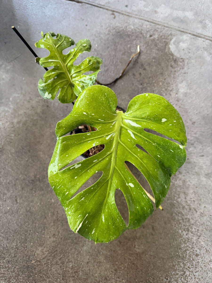 Monstera Deliciosa Fishbone
