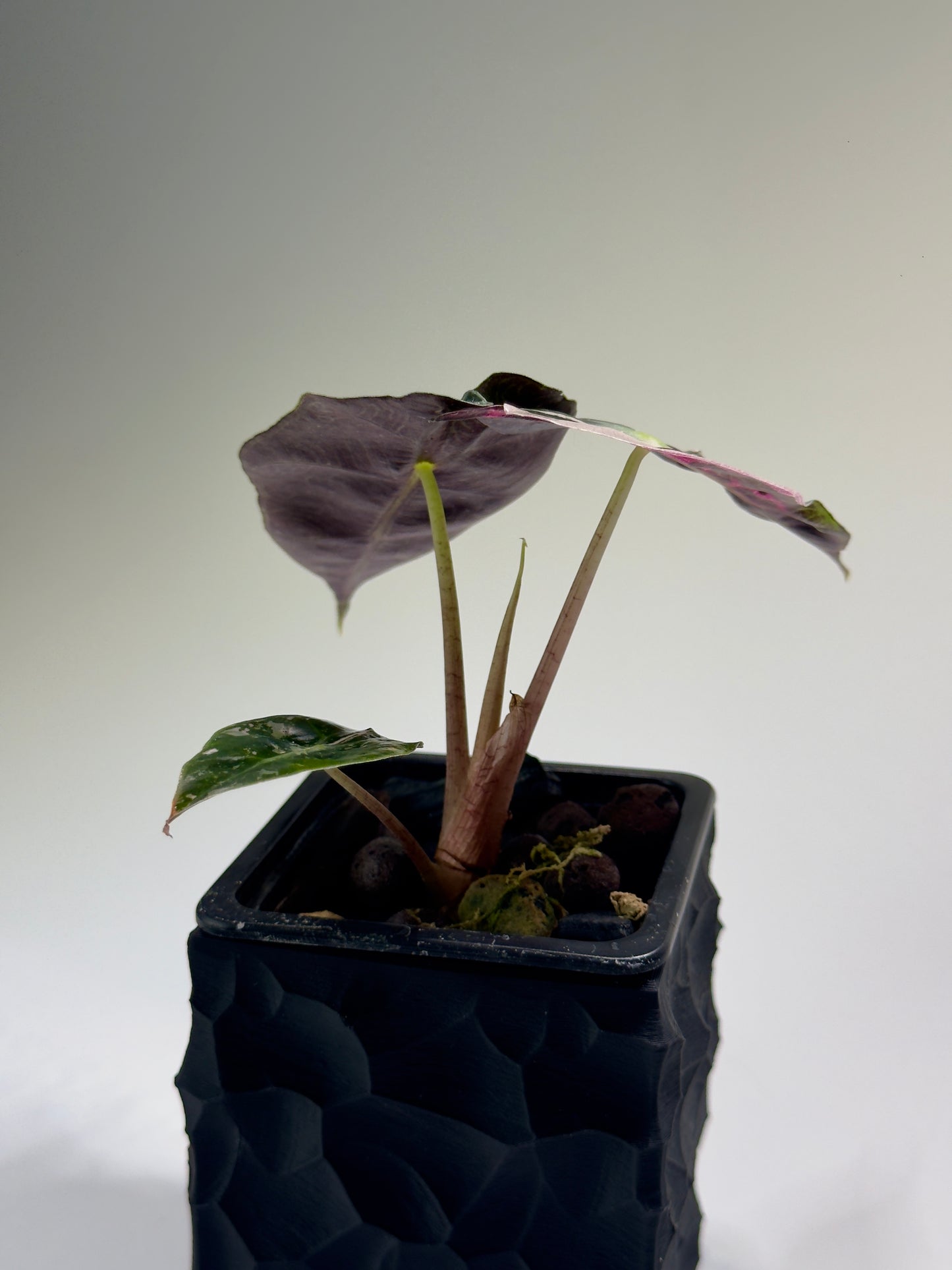 Alocasia Amazonica Pink Albo