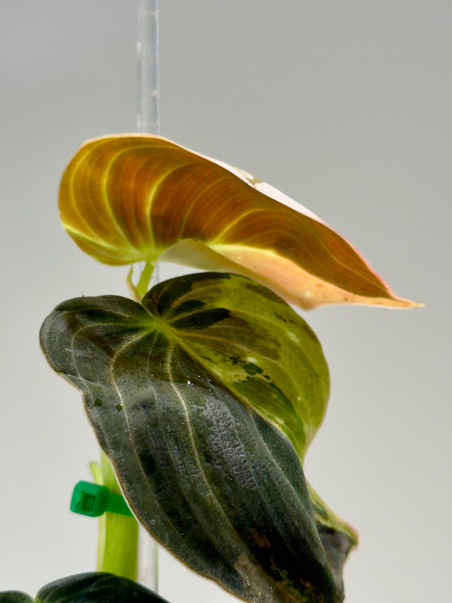 Philodendron Melanochrysum Variegated TC (Acclimated)