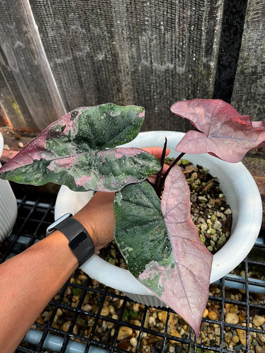 Alocasia Plumbea Nigra Sp. Pink