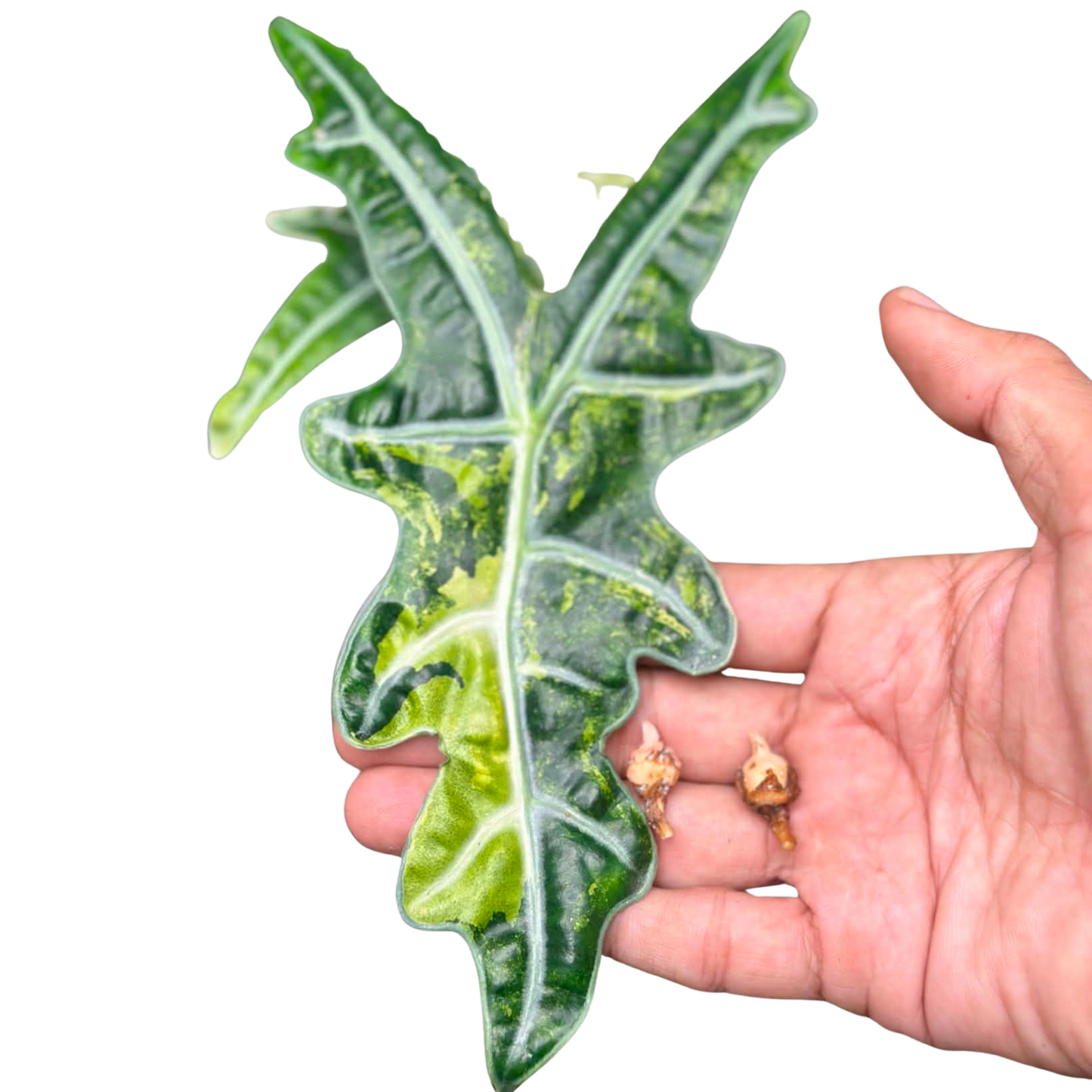 Alocasia Nobilis Aurea - Bulbe