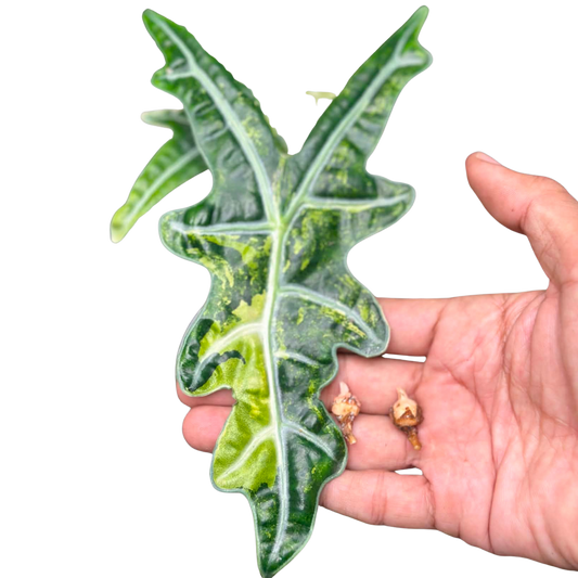 Alocasia Nobilis Aurea - Bulbe