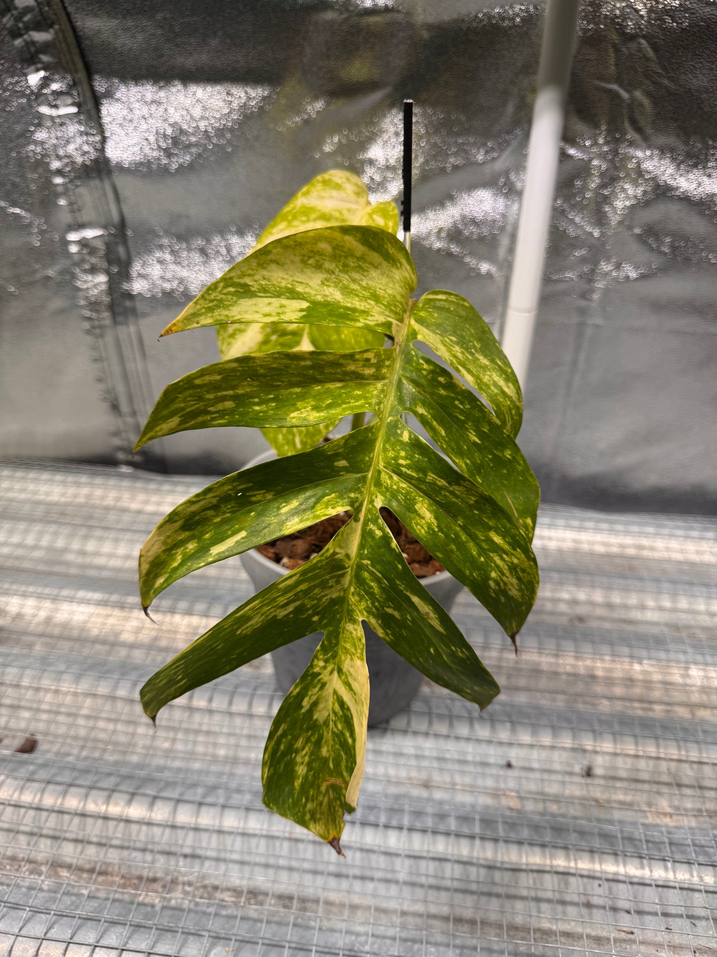 Epipremnun Pinnatum Gold Flame Variegated