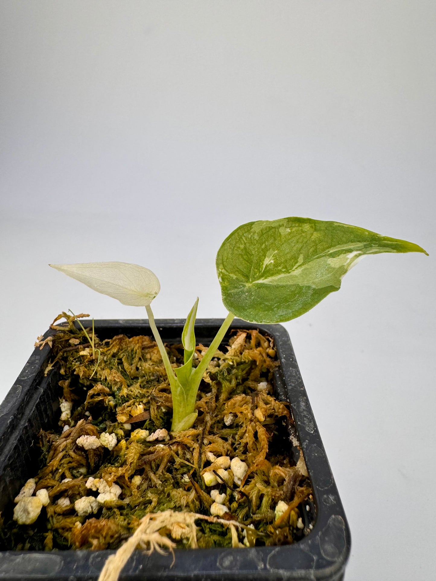 Alocasia Cuculatta « Wagyu » Albo Variegata