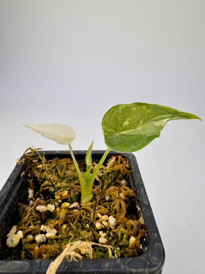 Alocasia Cuculatta « Wagyu » Albo Variegata