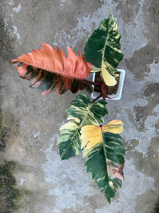 Philodendron Caramel Marble Mature - Précommande Green and White Plants