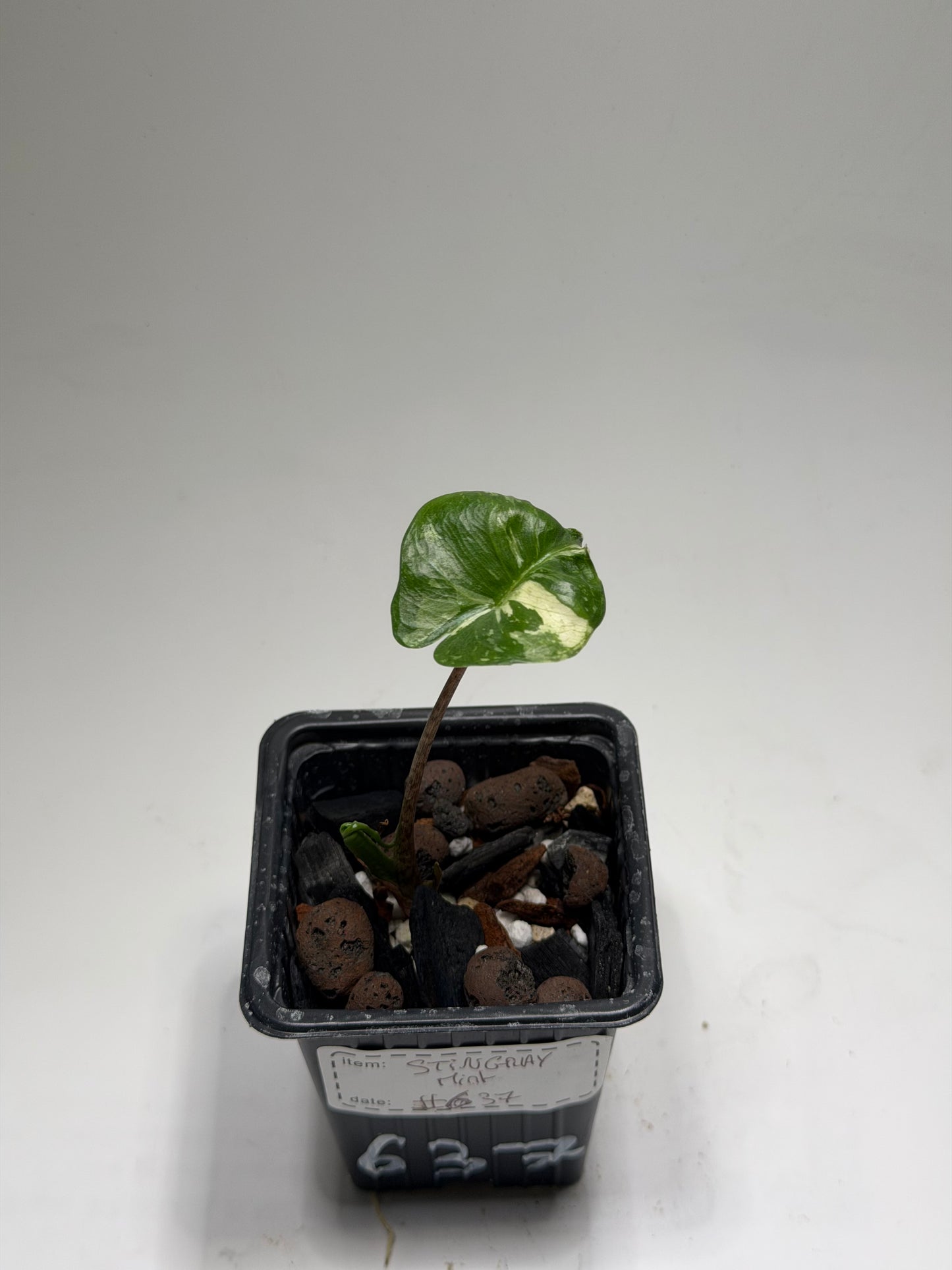 Alocasia Stingray Marble Mint