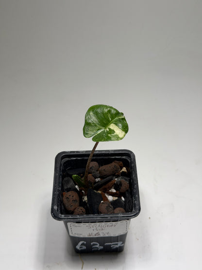 Alocasia Stingray Marble Mint