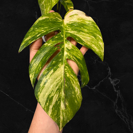 Epipremnun Pinnatum Gold Flame Variegata