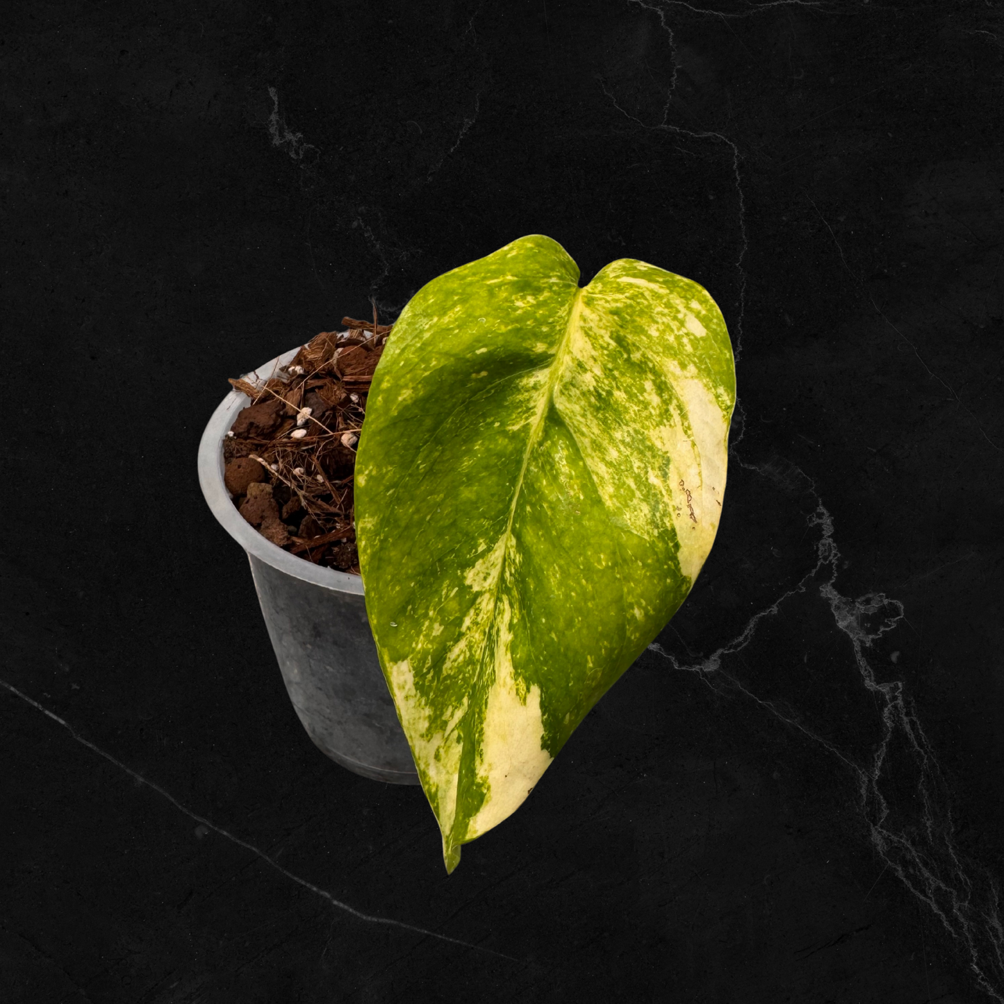 Epipremnun Pinnatum Gold Flame Variegata