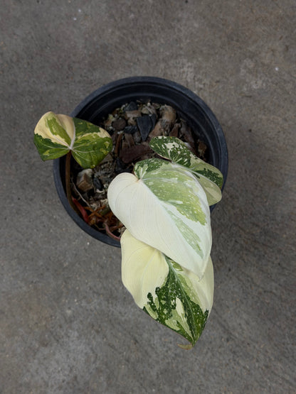 Philodendron Gloriosum Tricolor