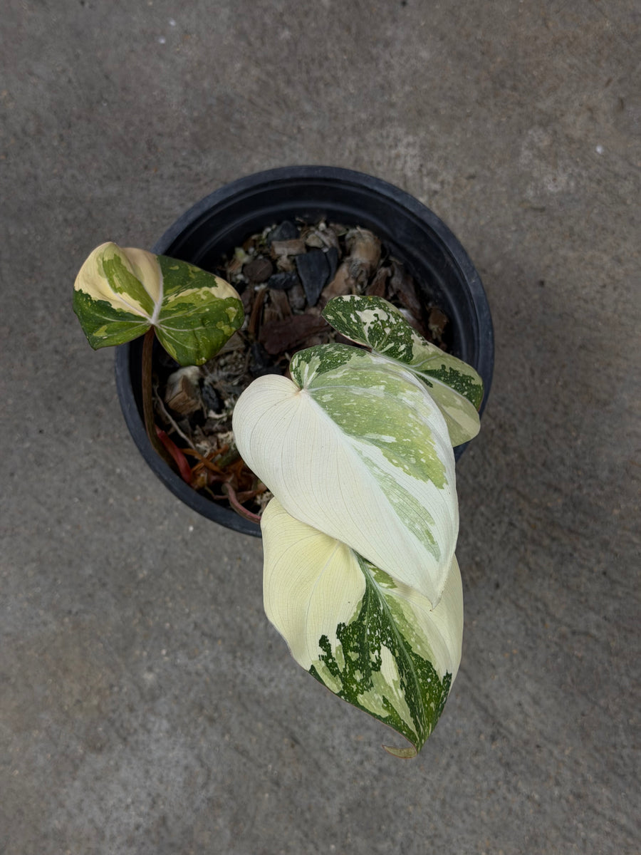 Philodendron Gloriosum Tricolor